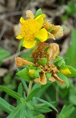 Straggling St. Johnswort (Hypericum dolabriforme)