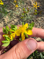 Straggling St. Johnswort (Hypericum dolabriforme)