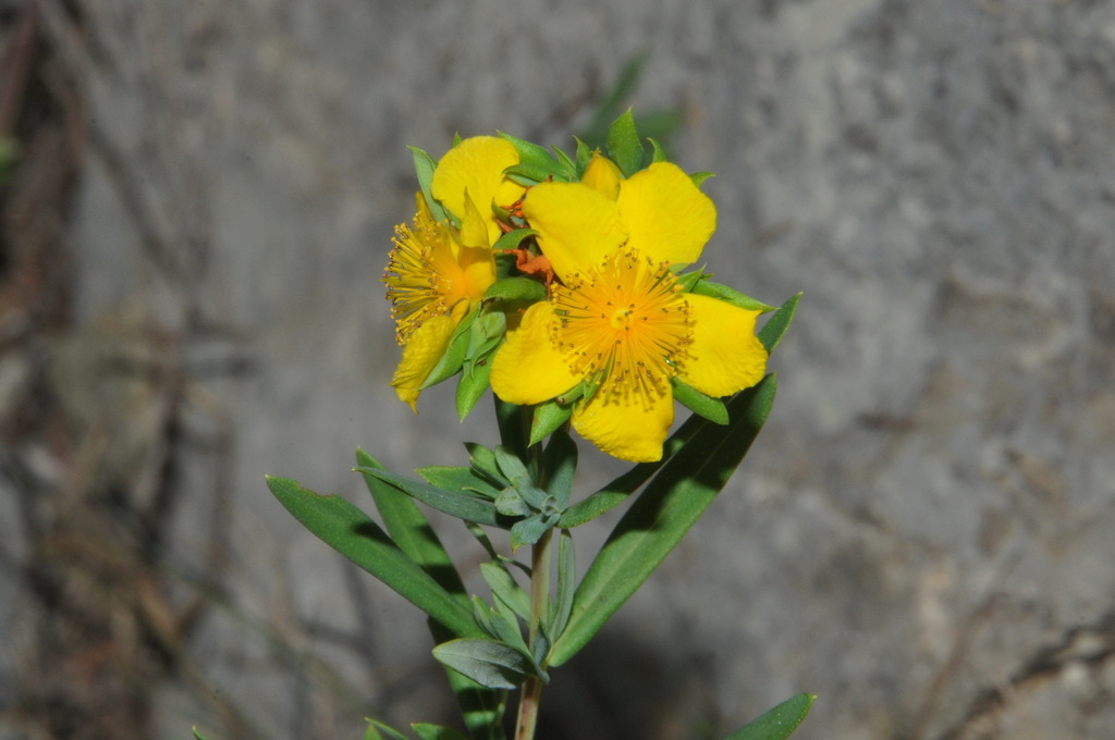 Straggling St. Johnswort (Hypericum dolabriforme)