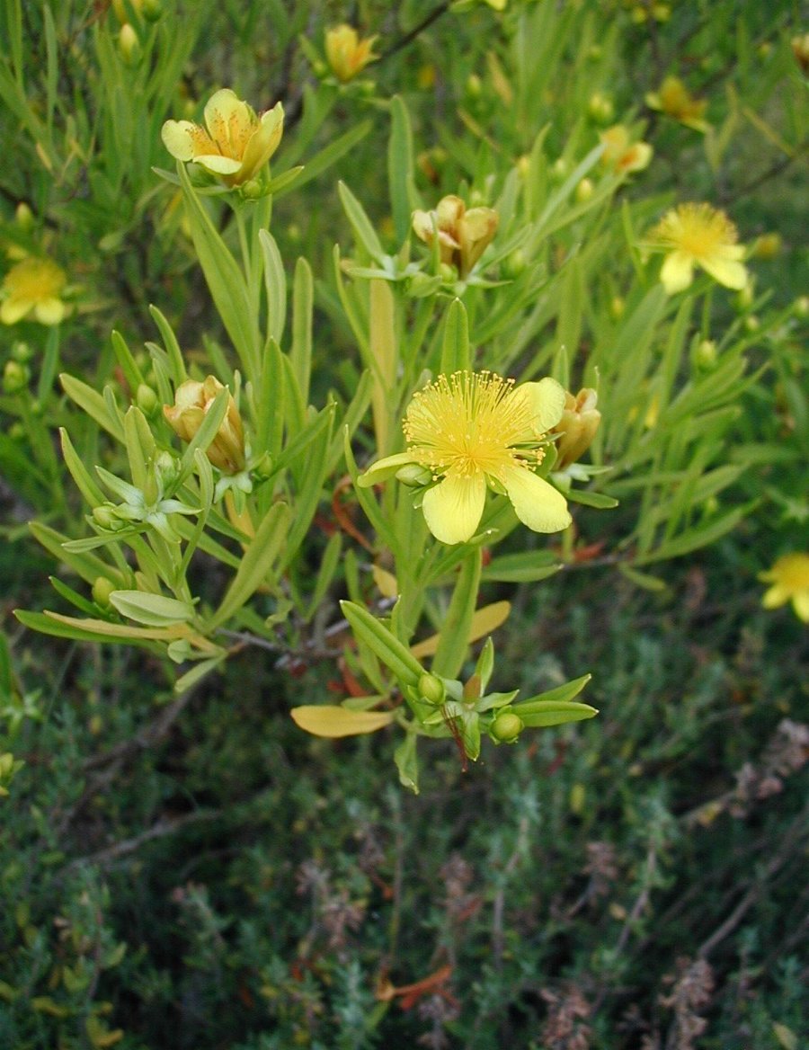 Hypericum erectum: Hypericum erectum : Flowers and leaves