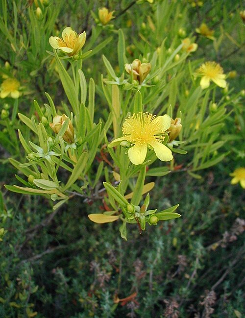 Hypericum erectum: Hypericum erectum : Flowers and leaves