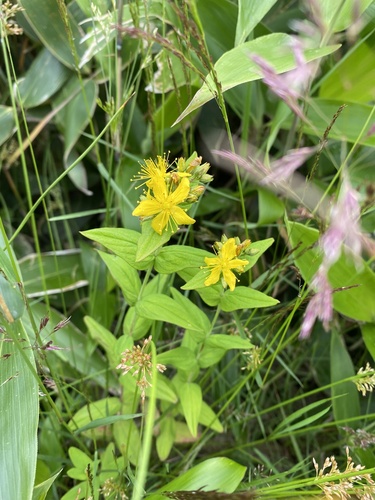 Hypericum erectum (Hypericum erectum)