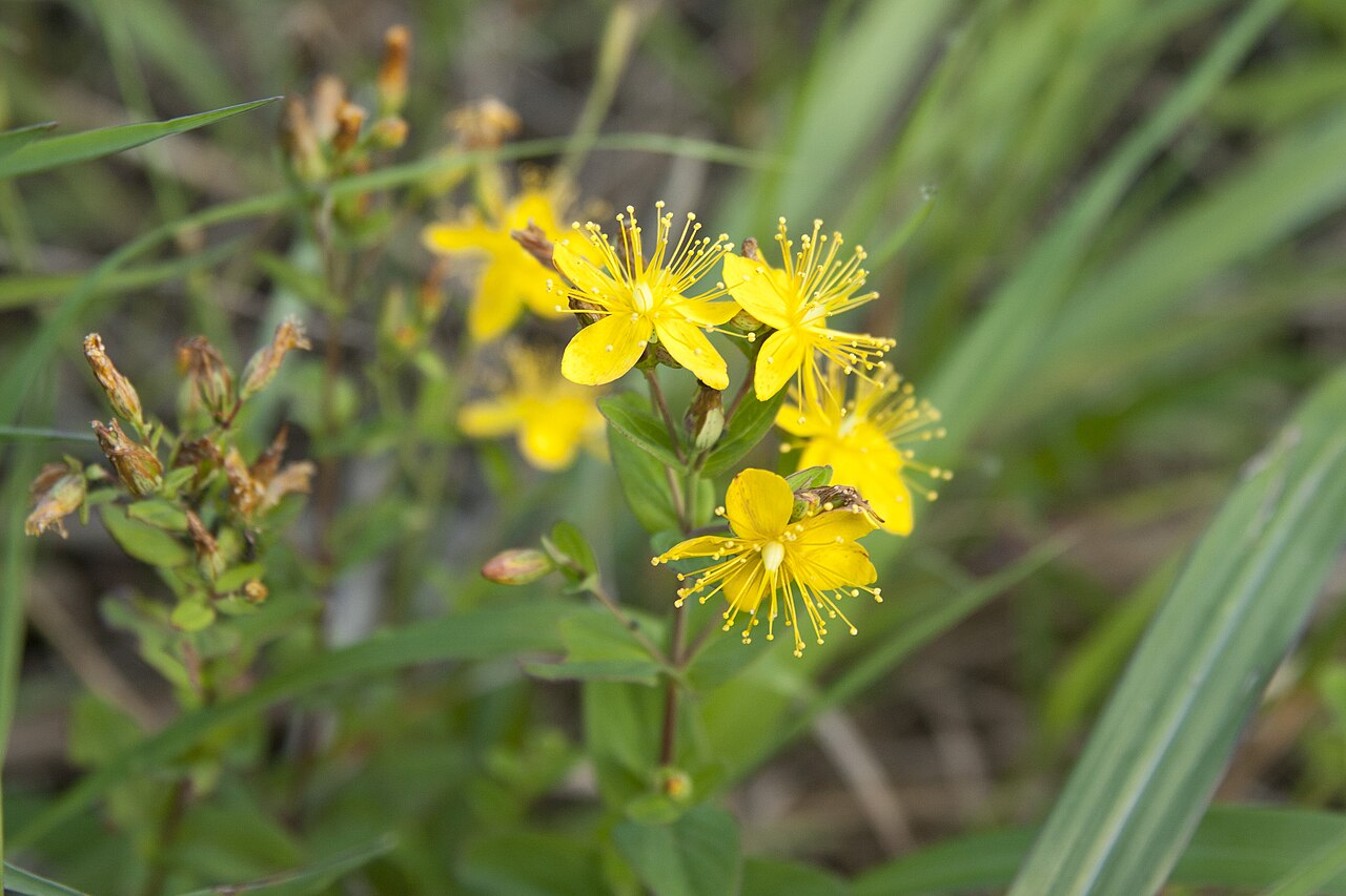 Hypericum erectum: オトギリソウ