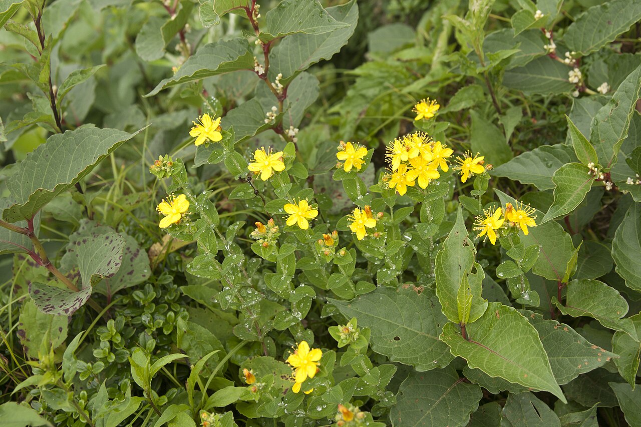 Hypericum erectum: オトギリソウ
