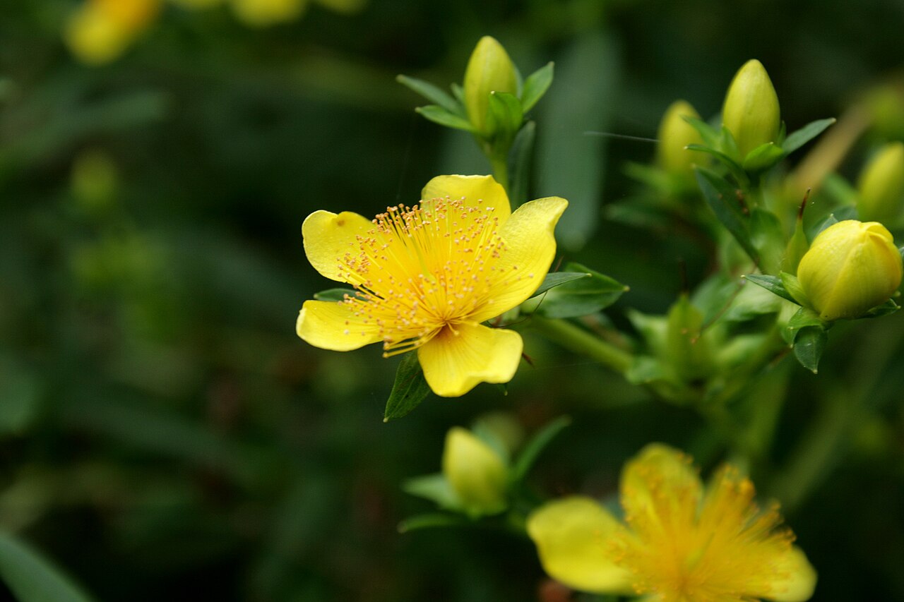 Hypericum erectum: Hypericum erectum cv. 'Gemo': Flower