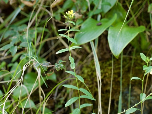 Hypericum erectum (Hypericum erectum)