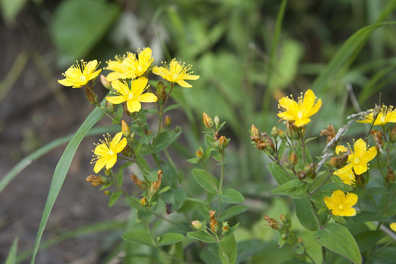Hypericum erectum: オトギリソウ