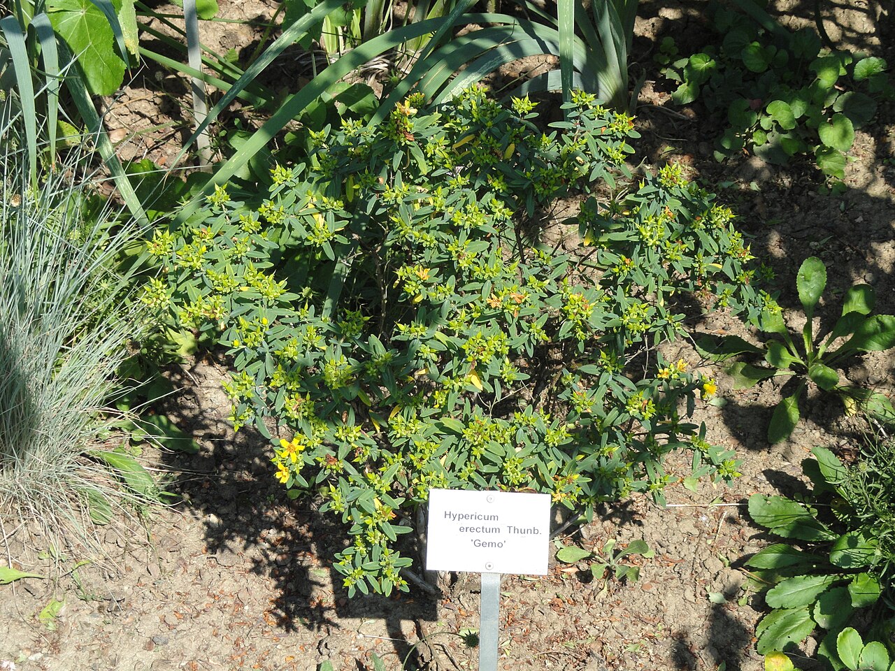 Hypericum erectum: Specimen in the Botanischer Garten, Frankfurt am Main, Germany.