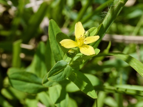 Hypericum erectum (Hypericum erectum)
