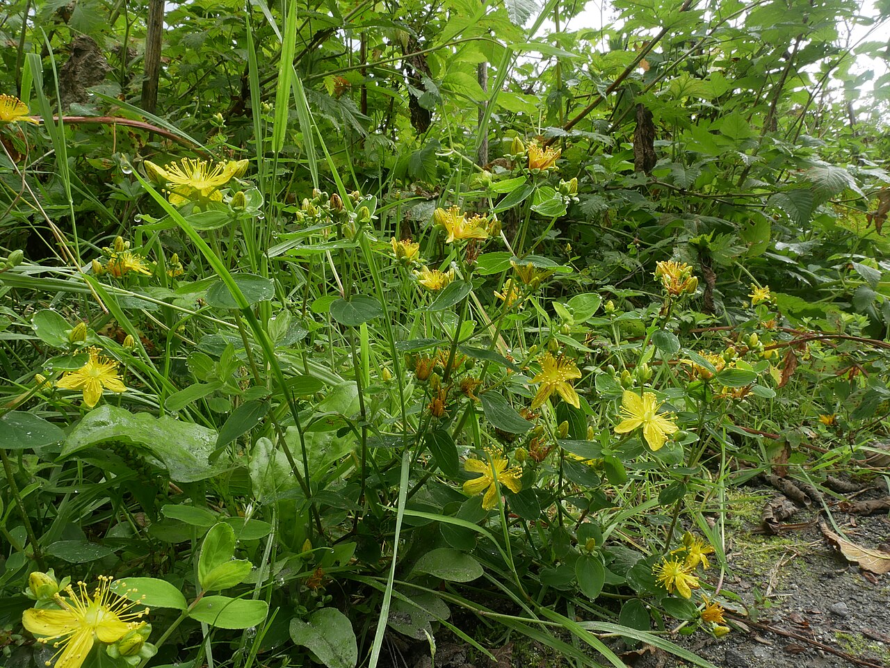 Hypericum formosum: Western St. John's-Wort (Hypericum formosum) on Kaien Island, British Columbia, Canada