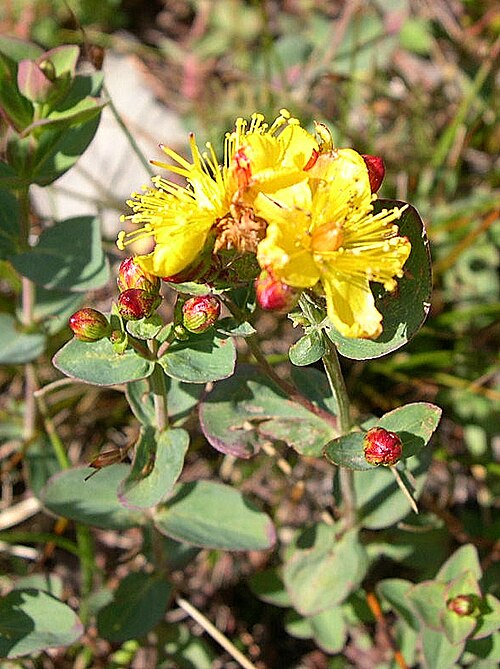 Hypericum formosum: August 15, 2010