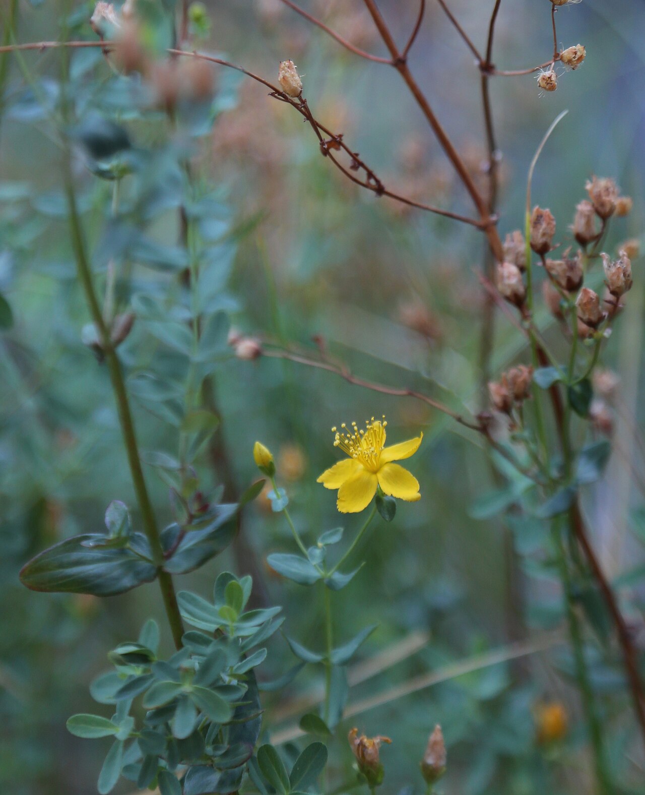 Hypericum formosum: Western St. John's wort (Hypericum formosum), stems with opposite simple leaves, flower, bud, and developing capsules. At 5,400 ft (1,600 m) along Lower Rock Cr