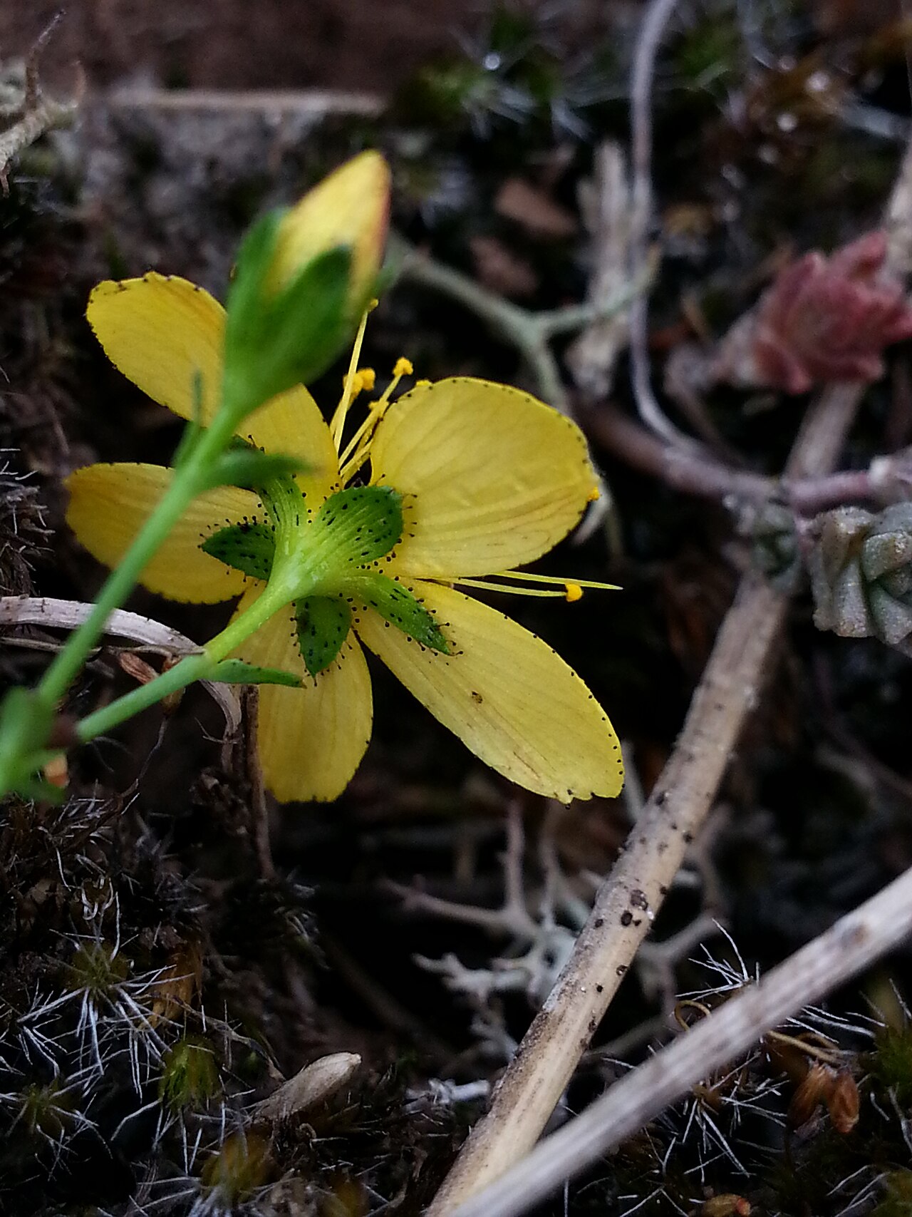 Flax-leaved st john's-wort: Hypericum linariifolium