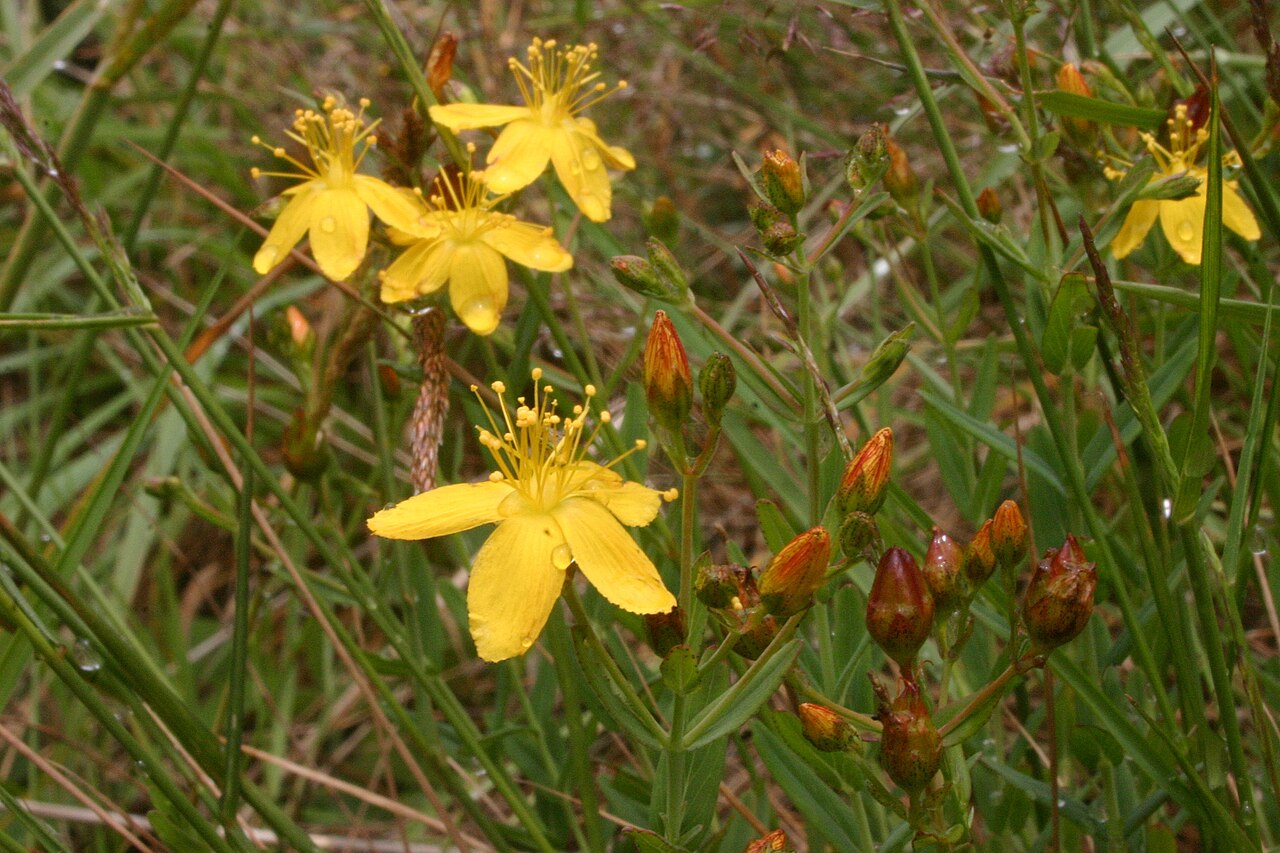 Flax-leaved st john's-wort: Toadflax-leaved St John's-Wort (Hypericum linariifolium). Species of plant.