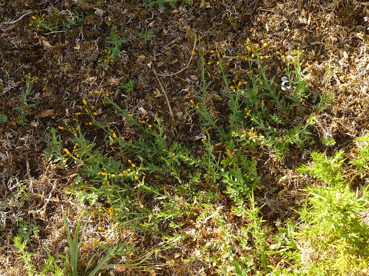 Flax-leaved st john's-wort: Hypericum linariifolium