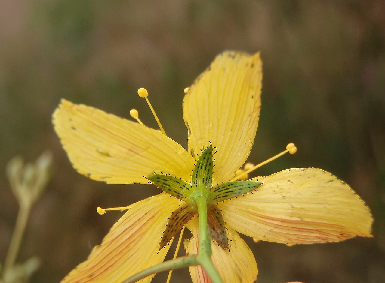 Flax-leaved st john's-wort: Hypericum linariifolium