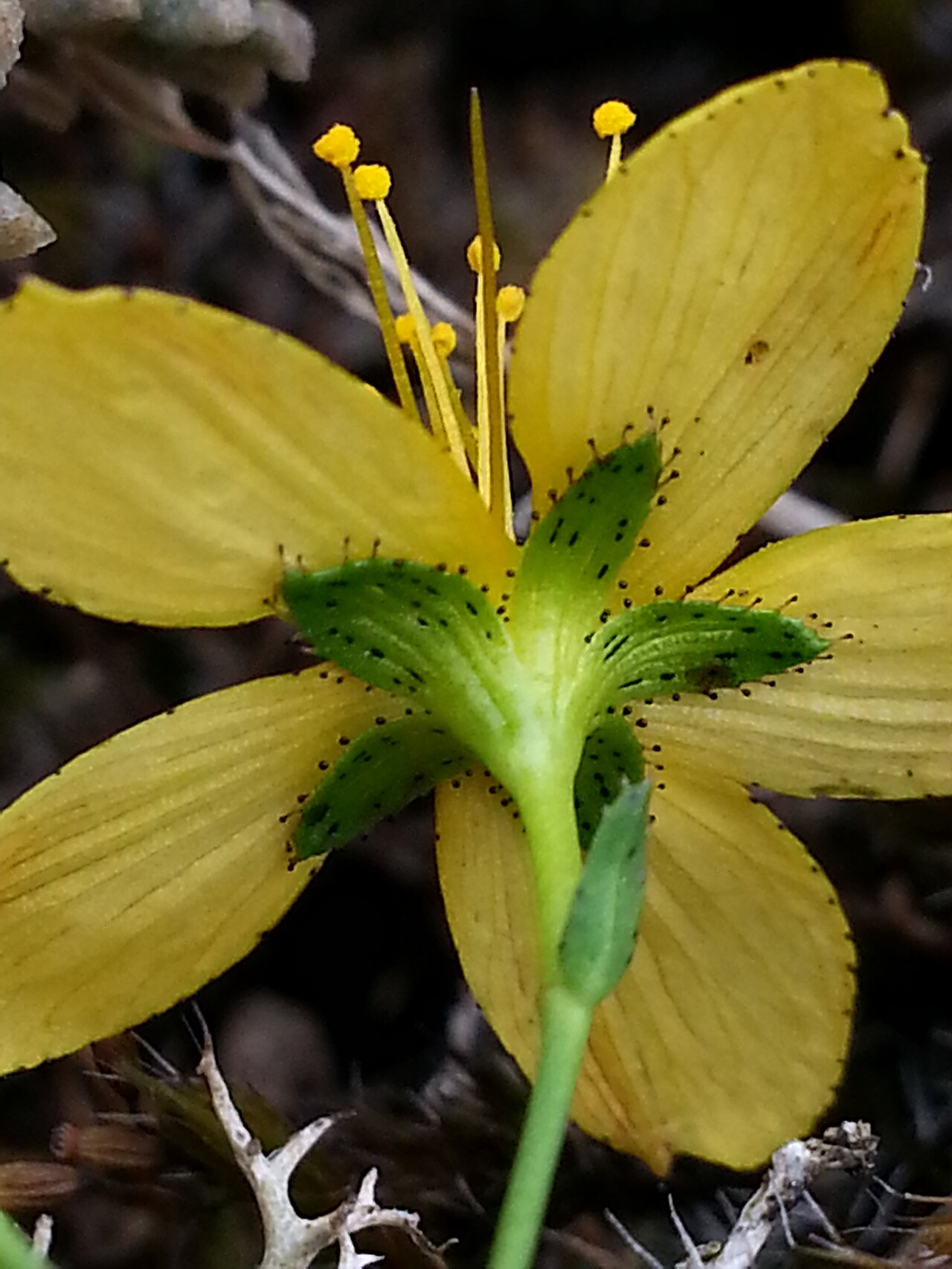 Flax-leaved st john's-wort: Hypericum linariifolium