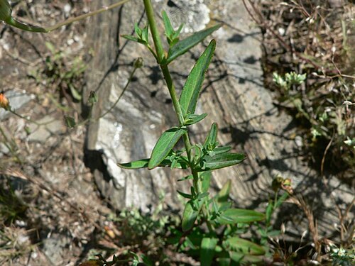 Flax-leaved st john's-wort: Hypericum linariifolium