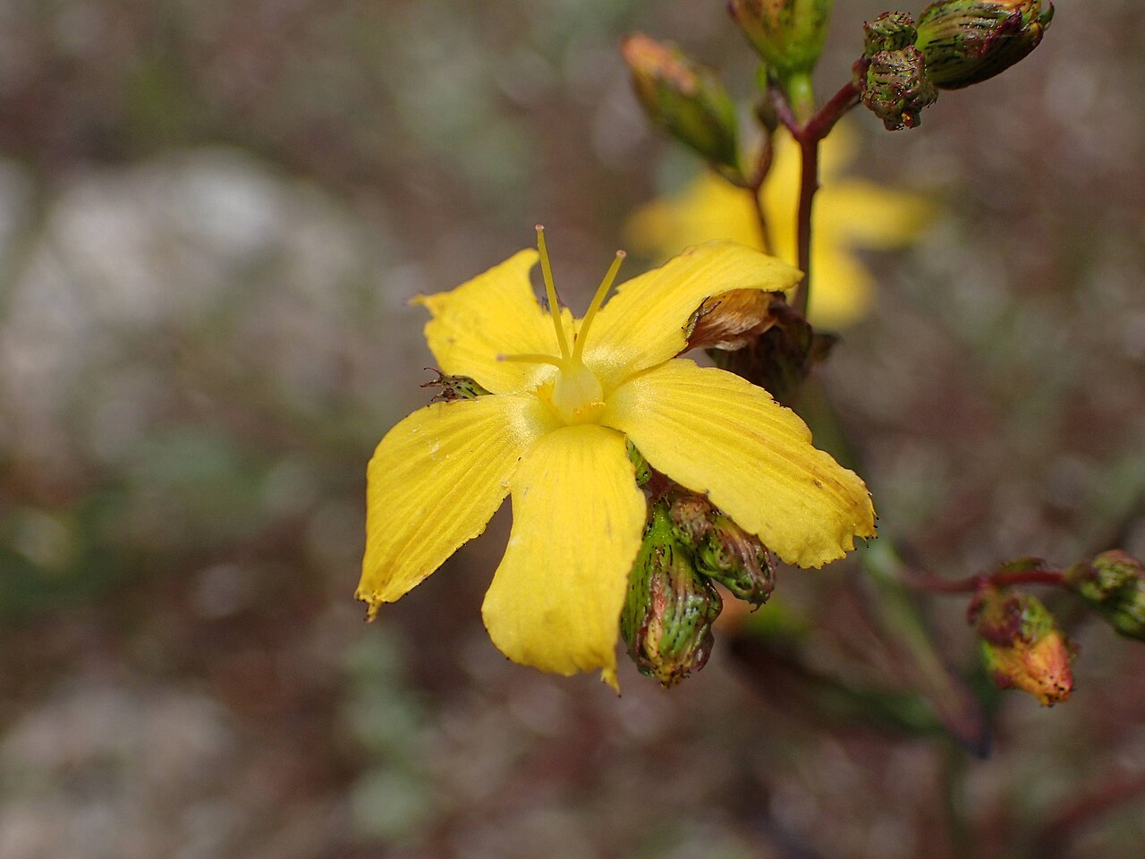 Flax-leaved st john's-wort: Hypericum linariifolium