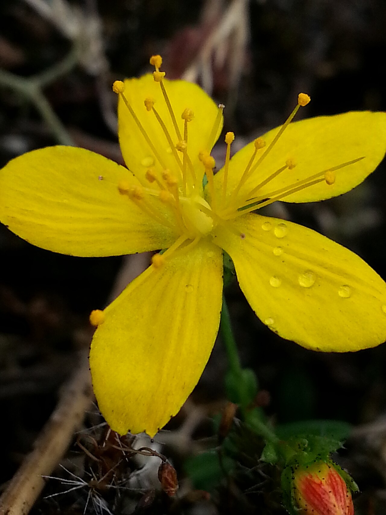 Flax-leaved st john's-wort: Hypericum linariifolium
