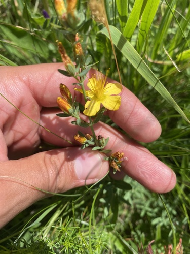 Hypericum linarioides (Hypericum linarioides)