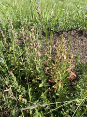 Hypericum linarioides (Hypericum linarioides)