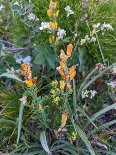 Hypericum linarioides (Hypericum linarioides)