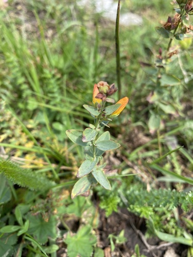Hypericum linarioides (Hypericum linarioides)