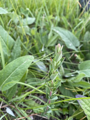 Hypericum linarioides (Hypericum linarioides)