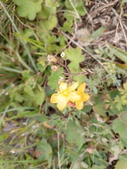Hypericum linarioides (Hypericum linarioides)