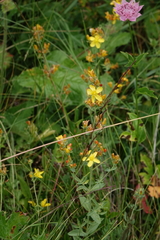 Hypericum linarioides (Hypericum linarioides)