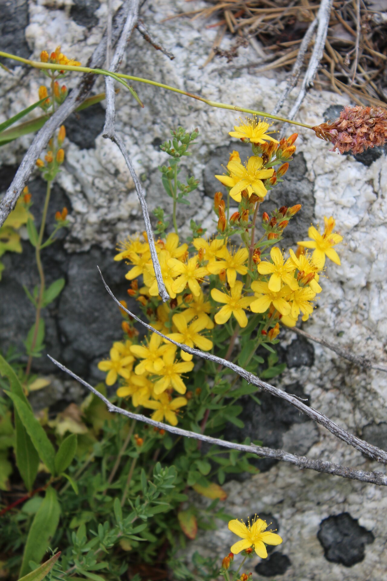 Hypericum linarioides: Hypericum linarioides