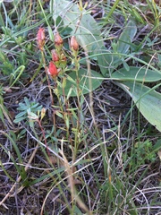 Hypericum linarioides (Hypericum linarioides)