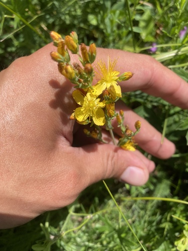 Hypericum linarioides (Hypericum linarioides)