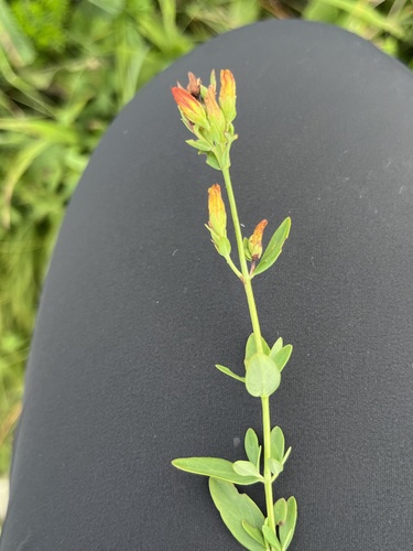 Hypericum linarioides (Hypericum linarioides)