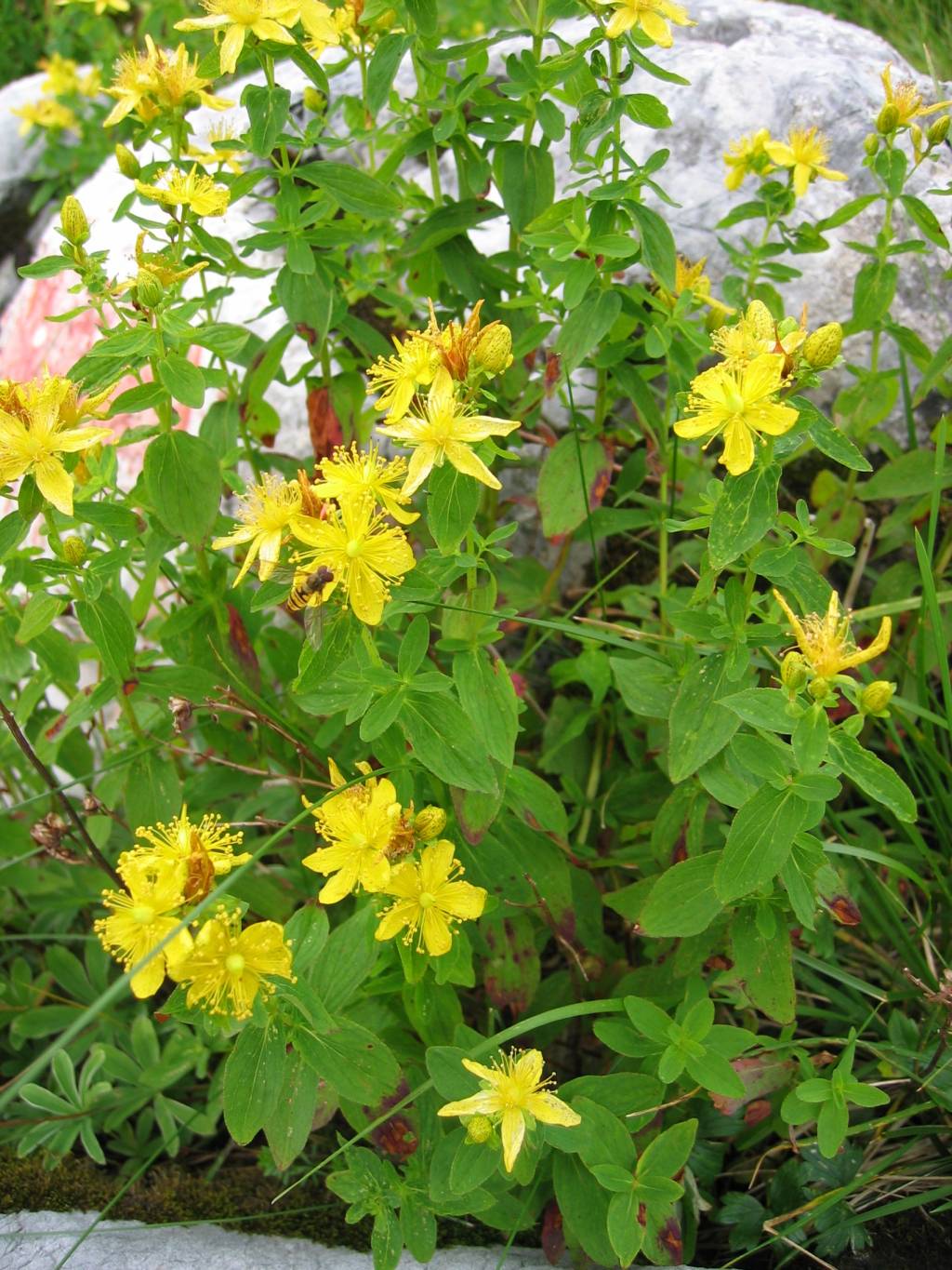Spotted St. Johnswort (Hypericum maculatum)