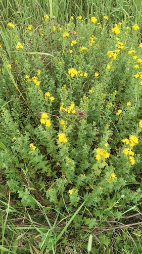 Spotted St. Johnswort (Hypericum maculatum)