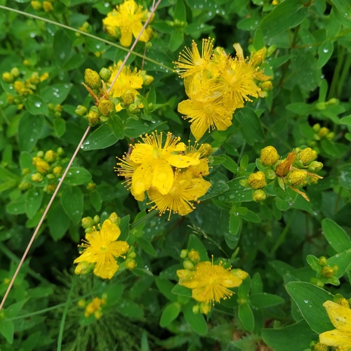 Spotted St. Johnswort (Hypericum maculatum)