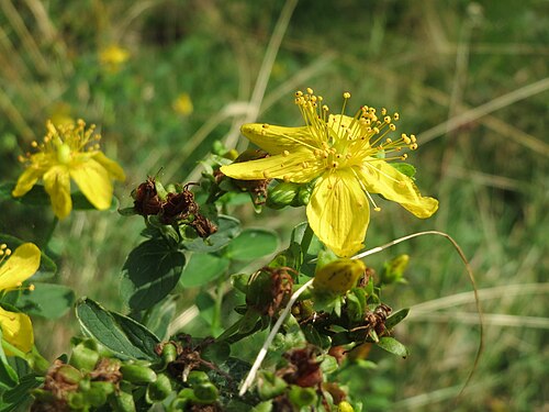 Spotted St. Johnswort: Geflecktes Johanniskraut ( Hypericum maculatum ) im Naturschutzgebiet Mürmes