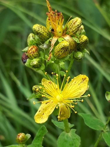Spotted St. Johnswort (Hypericum maculatum)