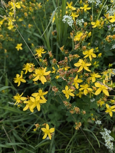 Spotted St. Johnswort (Hypericum maculatum)
