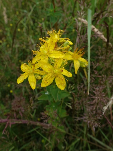 Spotted St. Johnswort (Hypericum maculatum)