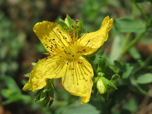 Spotted St. Johnswort: Geflecktes Johanniskraut ( Hypericum maculatum ) in Hockenheim-Talhaus