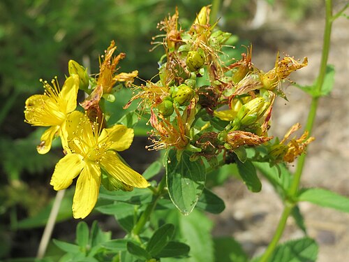 Spotted St. Johnswort: Geflecktes Johanniskraut ( Hypericum maculatum ) an der Güdinger Schleuse