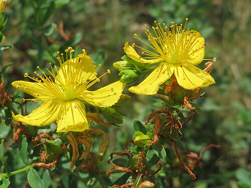 Spotted St. Johnswort: Geflecktes Johanniskraut ( Hypericum maculatum ) in Hockenheim-Talhaus
