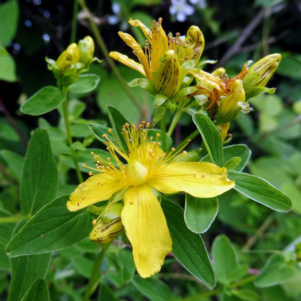 Spotted St. Johnswort (Hypericum maculatum)