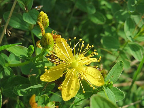 Spotted St. Johnswort: Geflecktes Johanniskraut ( Hypericum maculatum ) im Naturschutzgebiet Mürmes