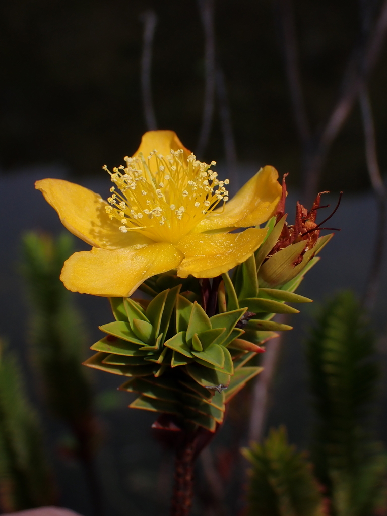 Hypericum magdalenicum (Hypericum magdalenicum)