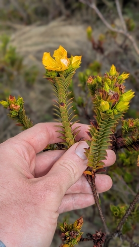 Hypericum magdalenicum (Hypericum magdalenicum)