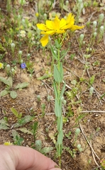 Hypericum olympicum (Hypericum olympicum)